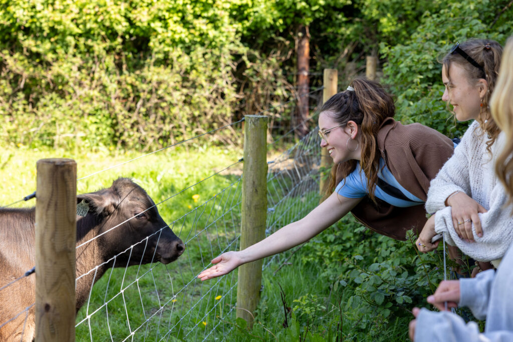 A student reaches over a fence to say hello to a young calf