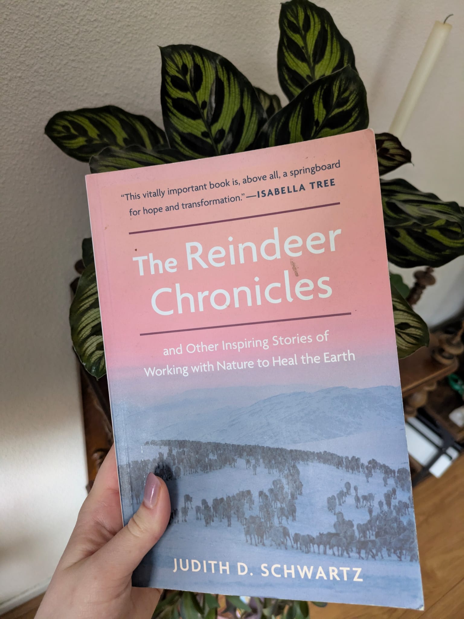 The Reindeer Chronicles