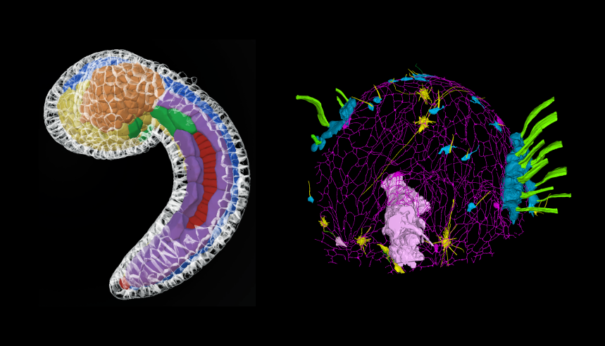 “Two scientific 3D visualizations showing cellular or embryonic structures with colored segmented regions and network‑like patterns on a black background.”