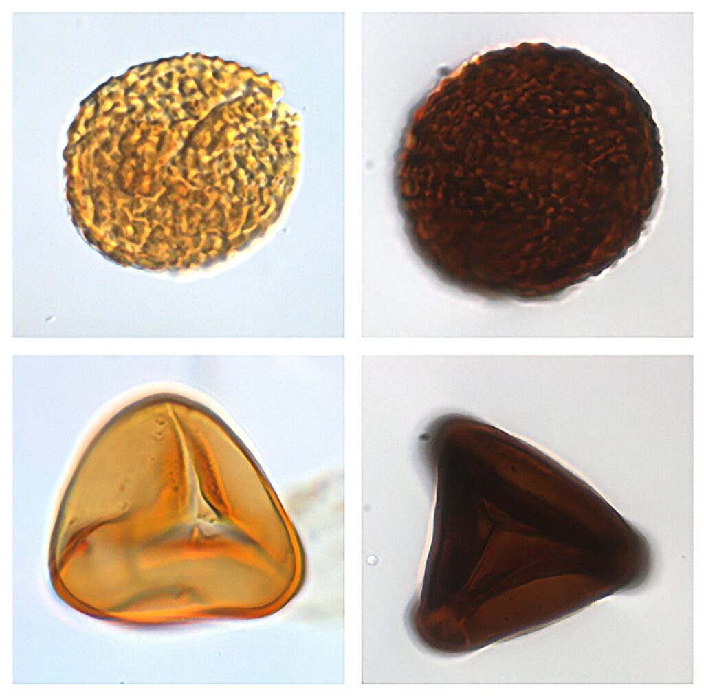 Examples of fossil fern spores from before and after the end-Triassic mass extinction interval (left) and fossil fern spores from the ‘fern spike interval’ that are darkened due to charring during wildfires. Photographs: Bas van de Schootbrugge.