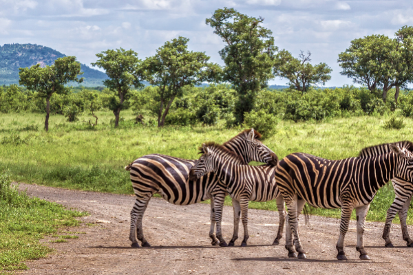 Kruger National Park