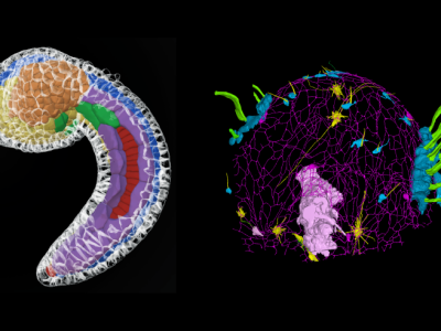 “Two scientific 3D visualizations showing cellular or embryonic structures with colored segmented regions and network‑like patterns on a black background.”