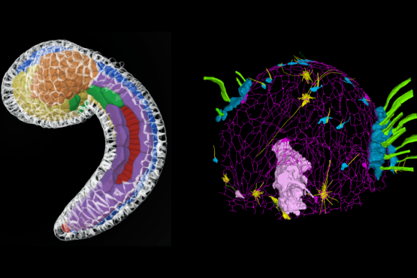 “Two scientific 3D visualizations showing cellular or embryonic structures with colored segmented regions and network‑like patterns on a black background.”